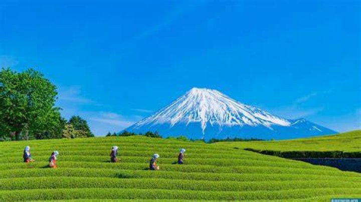 い ちゃぷ よ 静岡とは？意味・使い方・広がりをわかりやすく解説